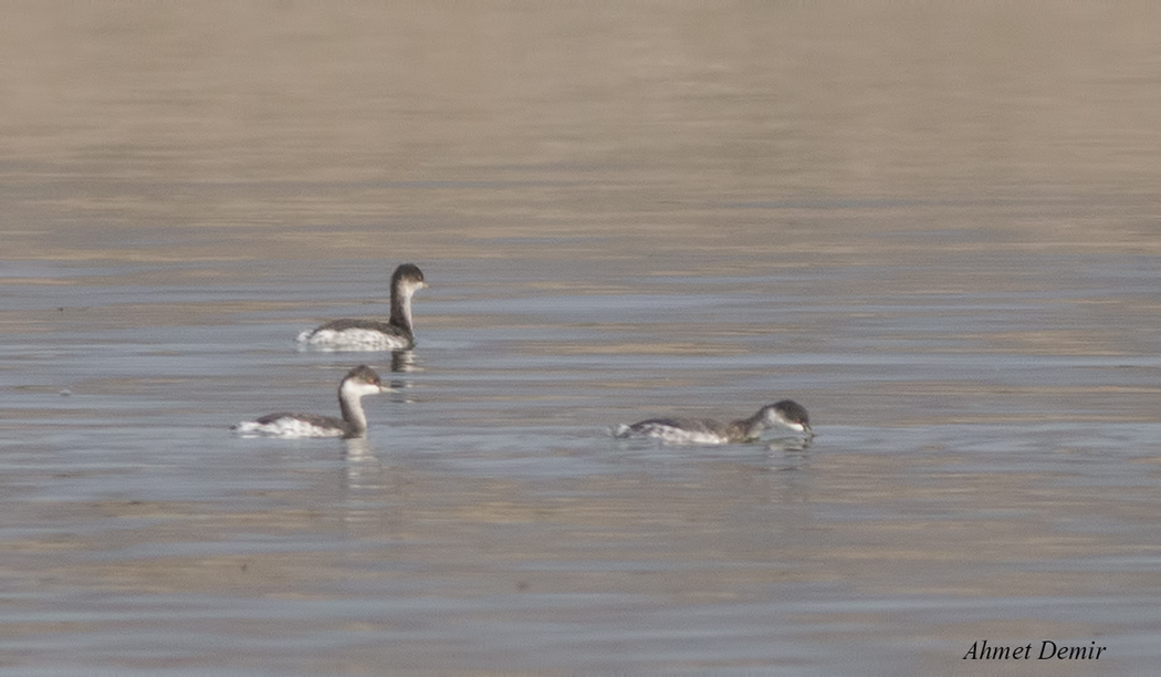 Eared Grebe